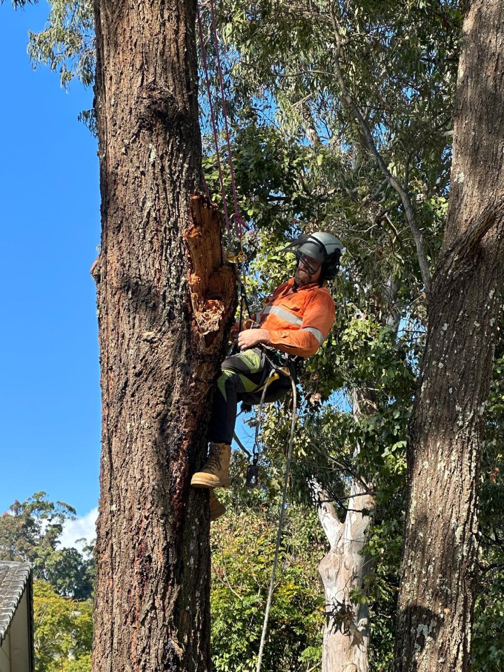 A person wearing safety gear climbs a tall tree using ropes and harnesses, surrounded by green foliage under a clear blue sky.