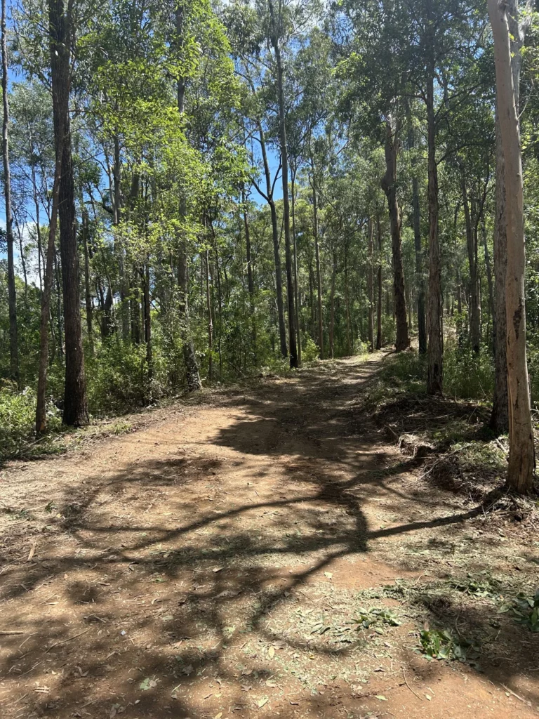 A dirt road winding through a dense forest, surrounded by tall trees and lush greenery.