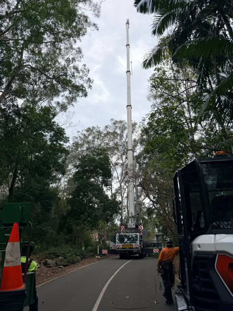 Crane-Assisted Heritage Tree Removal, Tondoon Botanic Gardens